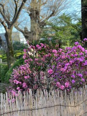 Bonsai florals at the shrine of Nezu, Tokyo during the Tsutsuji (azalea) festival, spring 2022