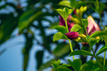 Allamanda is a genus of flowering plants in the family Apocynaceae. They are native to the Americas, where they are distributed from Mexico to Argentina.