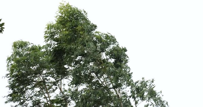 Rainstorm wind and trees, the trees are in the middle of the heavy wind.