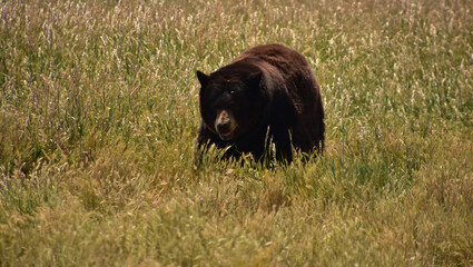Furry Black Bear Walking in a Hay Field