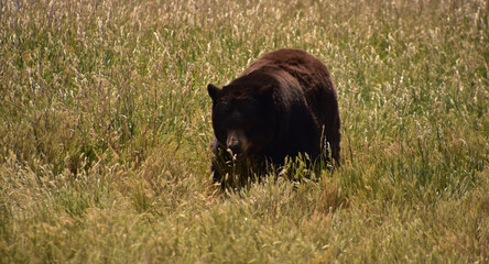 Wild Black Bear Walking in a Field