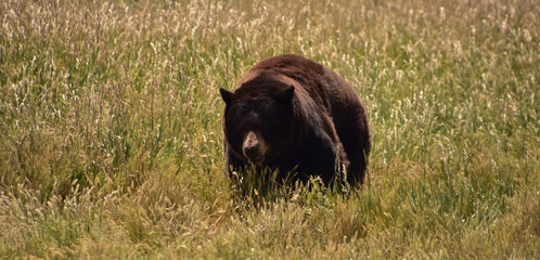 Wild Black Bear in Tall Grasses in the Summer