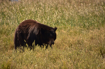 Obraz na płótnie Canvas Large Black Bear Roaming in a Meadow