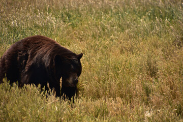 Fluffy Black Bear Walking Through a Field