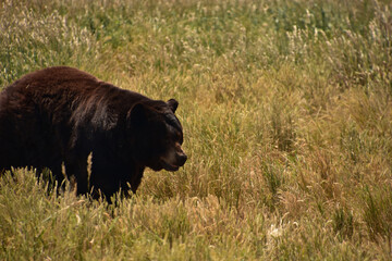 Furry Black Bear Roaming in Hay Field