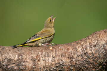 Greenfinch perched on a tree trunk close up in the summer
