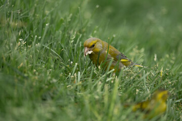 Greenfinch perched on the grass close up in the summer