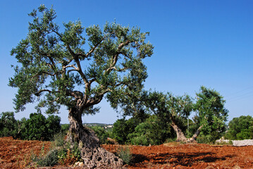 Ulivi in Valle d'Itria, Puglia