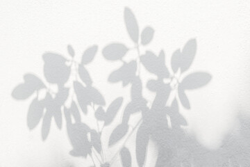 Leaf shadow and light on wall blur background. Nature tropical leaves tree branch plant shade...