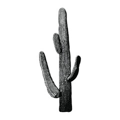 cactus illustration isolated on white background