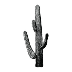 cactus illustration isolated on white background © tya studio