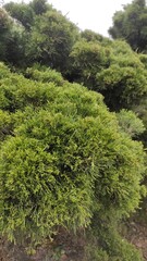 green moss in the forest