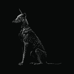 ibizan hound illustration isolated on black background