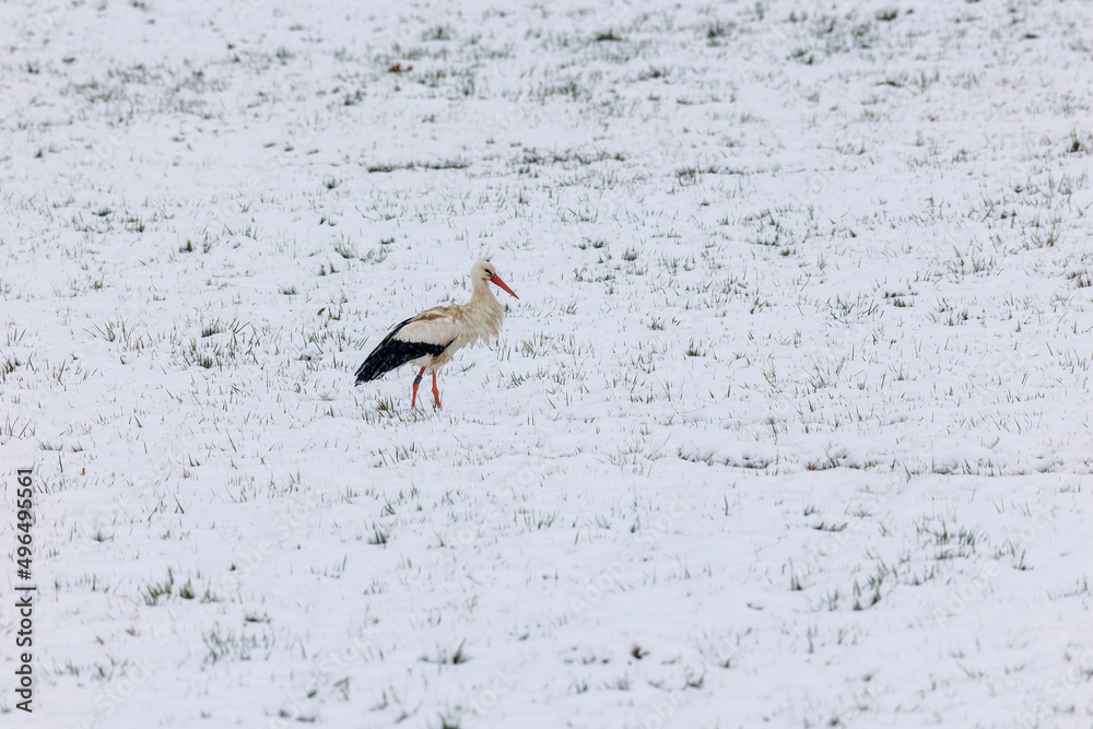 Wall mural A white stork surprised by winter looks for food in the snow in the Schmuttertal biotope near Augsburg