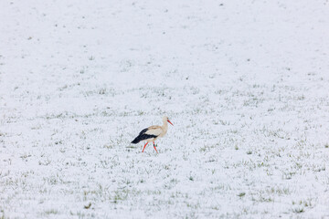 A white stork surprised by winter looks for food in the snow in the Schmuttertal biotope near...