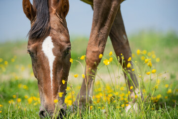 horse in the meadow © OrangeFrameStudio