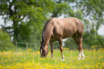 horse in the meadow