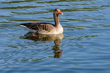 Wandaufkleber Gans - Goose © Holland-PhotostockNL