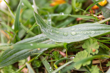 leaves with raindrops on a meadow