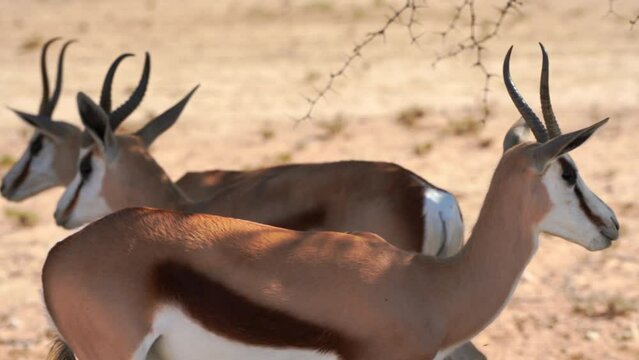 Herd of springboks standing in a farmland, Upington, South Africa. Vanison, game meat and skin production for export to overseas market.