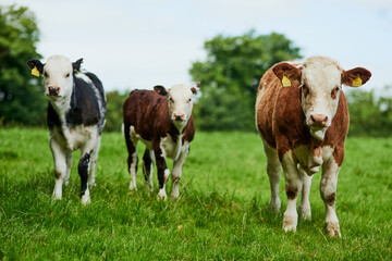 Naklejka na ściany i meble Free range. Full length shot of a herd of cattle grazing on a dairy farm.