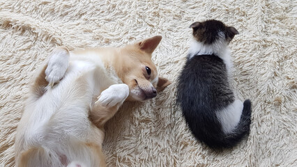 little cute kitten lop-eared white chihuahua playing on a soft sofa at home