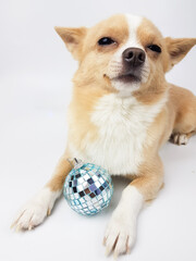 chihuahua of light fawn color on a white background next to a silver mirror Christmas toy