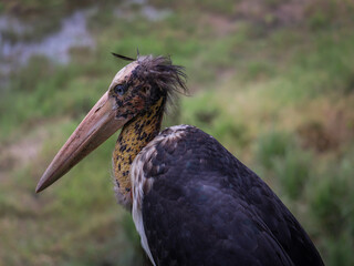 Greater adjutant