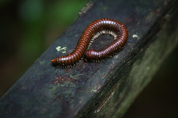 macro of a caterpillar