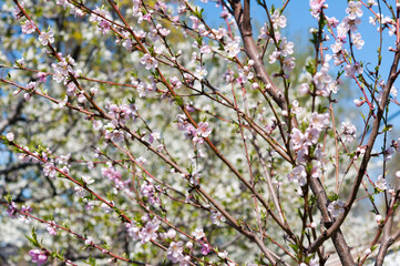 pink peach blossoms (with out of focus fruit-bearing cherry blossoms behind)