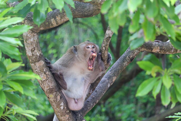 Angry ape