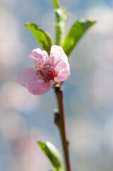 Fototapeta premium pink peach blossom isolated on a bokeh background