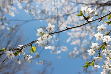 tree blossom viewed from below