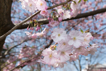 delicate pink blossoms close up