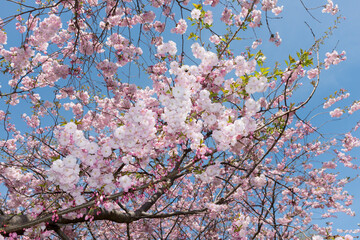 blue sky full of pink flowers