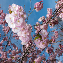 pink blossoms viewed from below