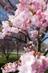 scene in the park with ruffle pink tree blossoms close up