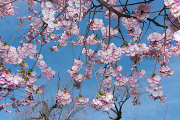 pink tree blossoms on a blue sky in spring