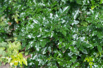 Ilex aquifolium or holly viewed from above