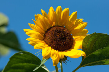 sunflower and leaves on a clear blue sky