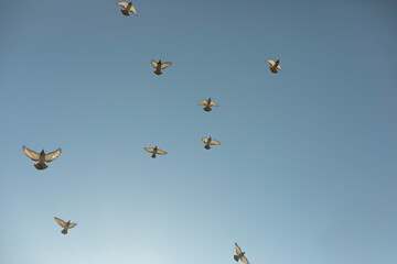 Pigeons fly against blue sky. Birds in city.