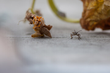 insect on a plastic surface 