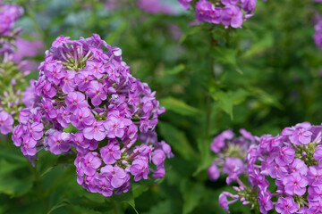 Obraz premium violet phlox in the garden