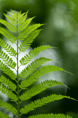 green leaf with blank space