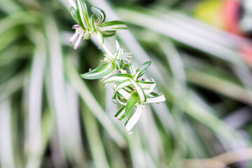 Closeup Chlorophytum Comosum plant in the garden, selective focus