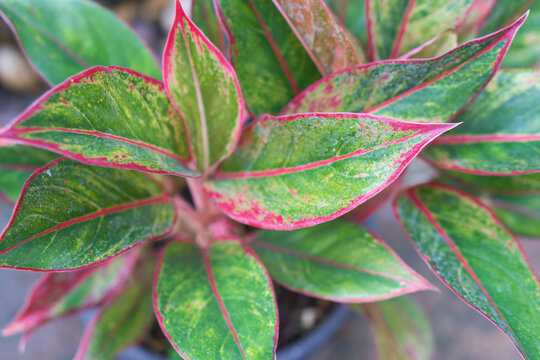 Closeup top view red aglaonema plant or siam aurora in black pot, Selective focus