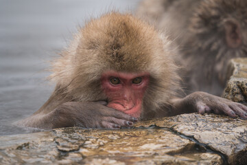 The Japanese macaque (Macaca fuscata)
