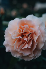 Close-up view of a Pink rose 