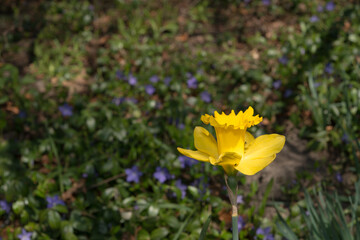 daffodil isolated on a bokeh background