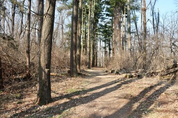 The hiking trail though the tall pine trees on a sunny day.